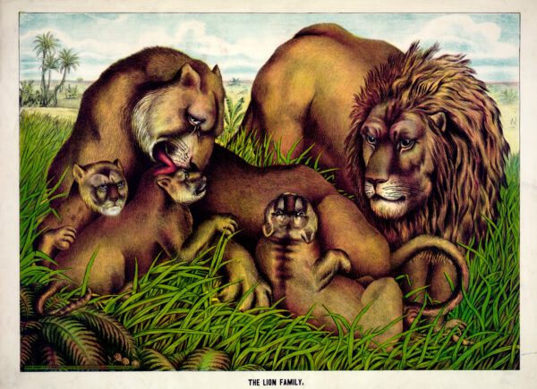 Lion Family Victorian Picture Card