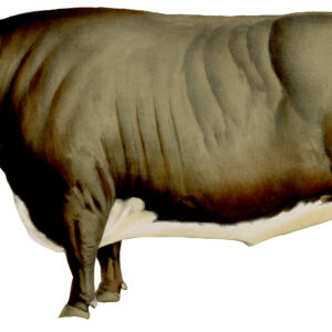 Prize Bull Victorian Die Cut