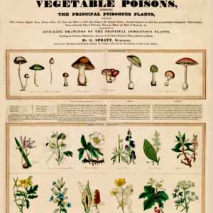 Table of Principal Poisonous Plants G Spratt Surgeon First Symptoms in Pains in Bowels Poster