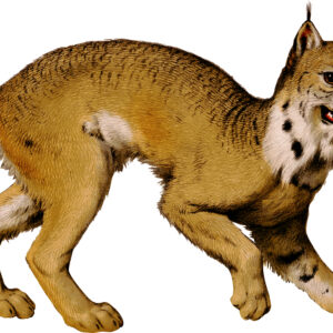 Lynx Victorian Die Cut