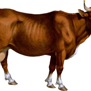 Victorian Die Cut Family Cow