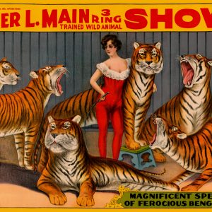 Walter L Main Three Ring Shows Magnificent Specimens of Ferocious Bengal Tigers Poster