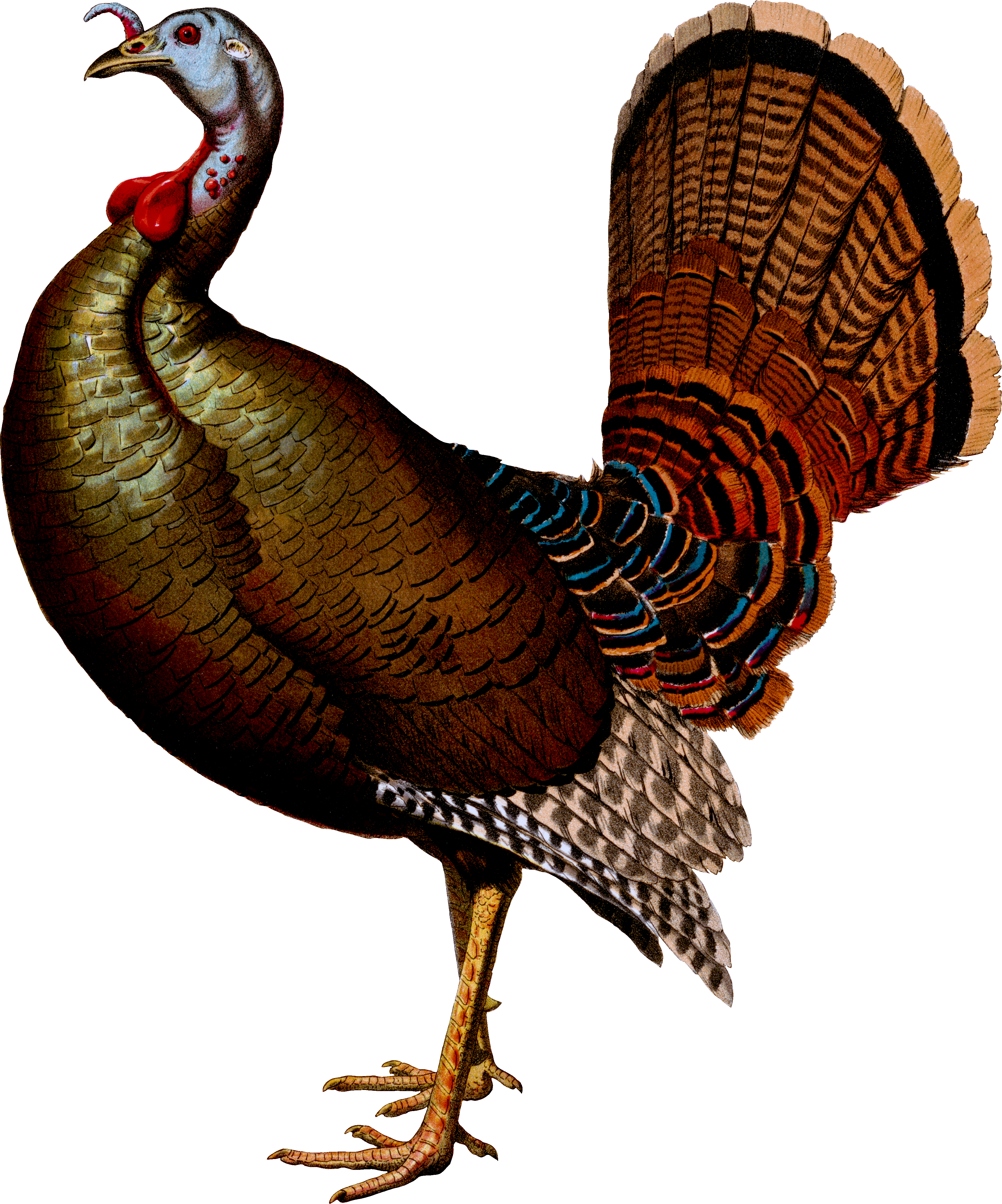 Wild Turkey Victorian Die Cut