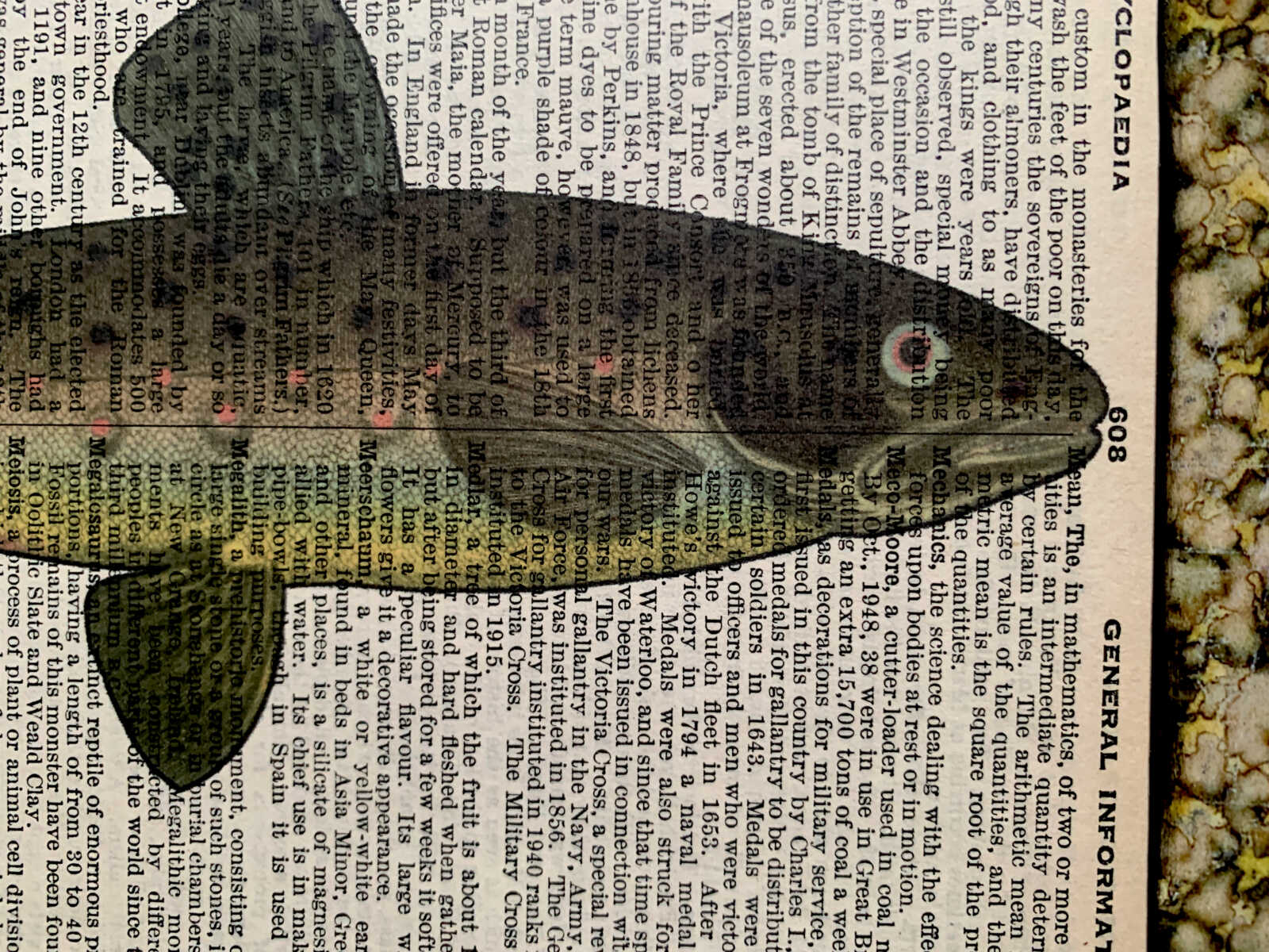 Slim Spot-Bellied Fish Lithograph on an Antique Pears Cyclopedia General Information Page 8 x 10" Folkart #SS320 - Image 4