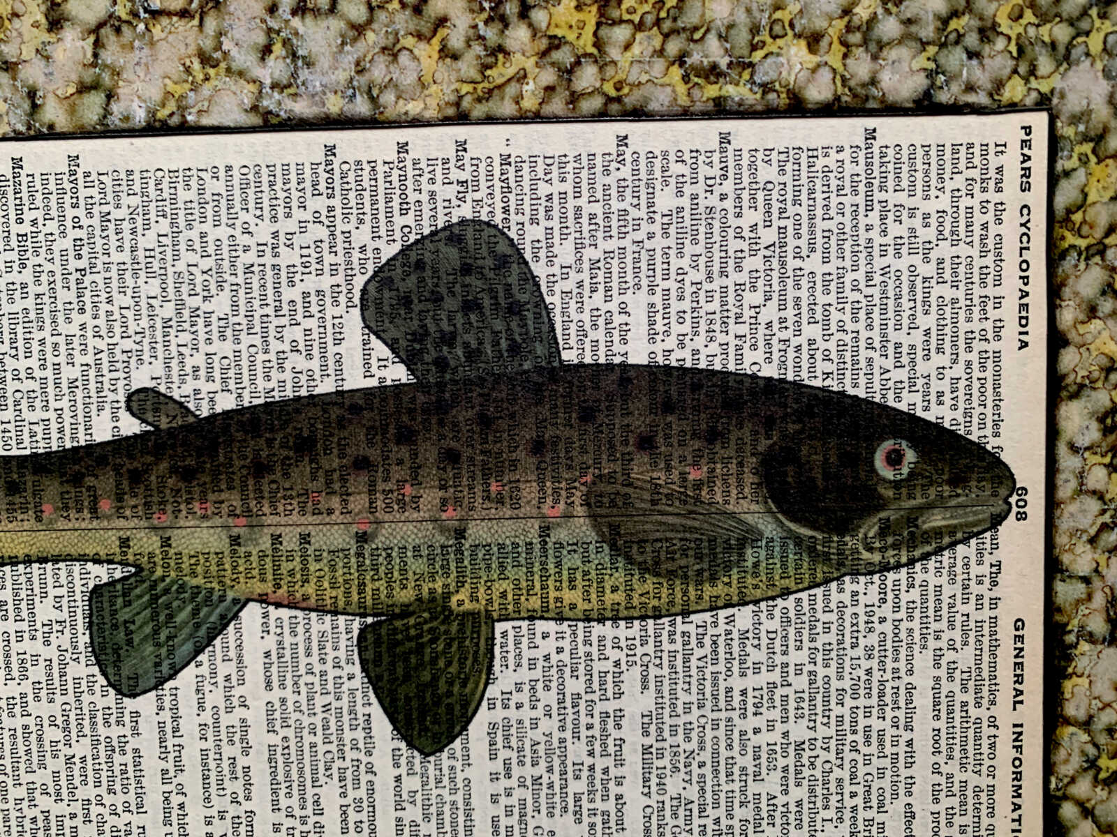 Slim Spot-Bellied Fish Lithograph on an Antique Pears Cyclopedia General Information Page 8 x 10" Folkart #SS320 - Image 7