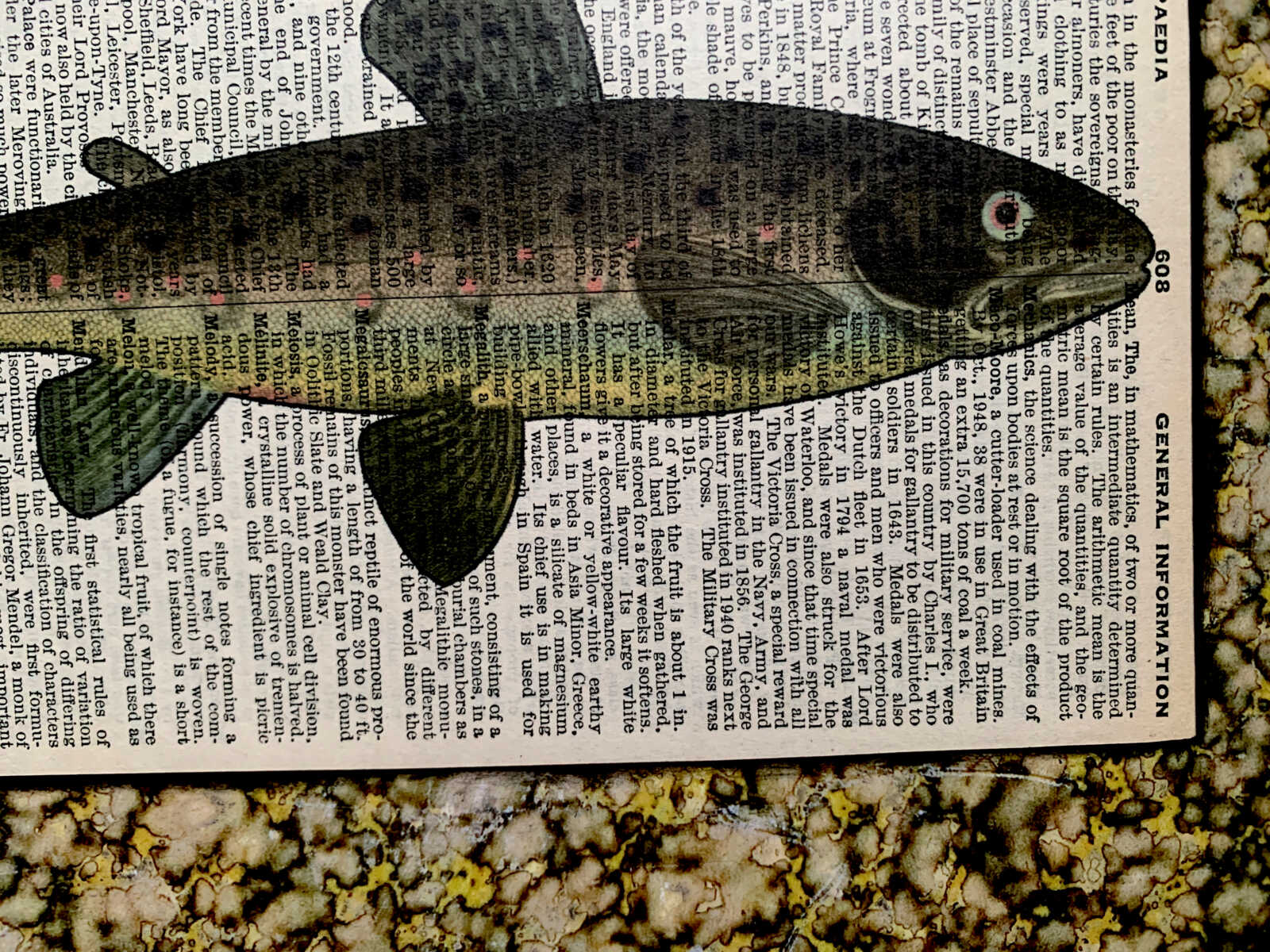 Slim Spot-Bellied Fish Lithograph on an Antique Pears Cyclopedia General Information Page 8 x 10" Folkart #SS320 - Image 8