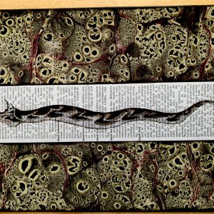 Cheerful Curly Eyebrow Snake on an Antique South African Encyclopedia Page 8 x 10" Folkart #SS321