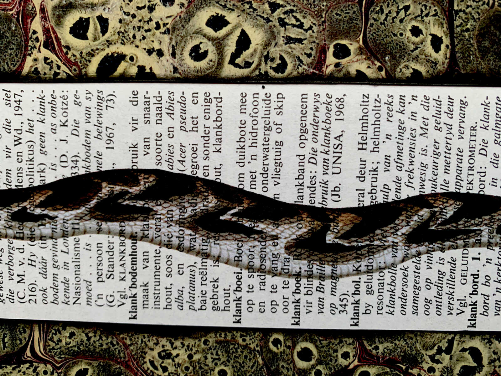 Cheerful Curly Eyebrow Snake on an Antique South African Encyclopedia Page 8 x 10" Folkart #SS321 - Image 4
