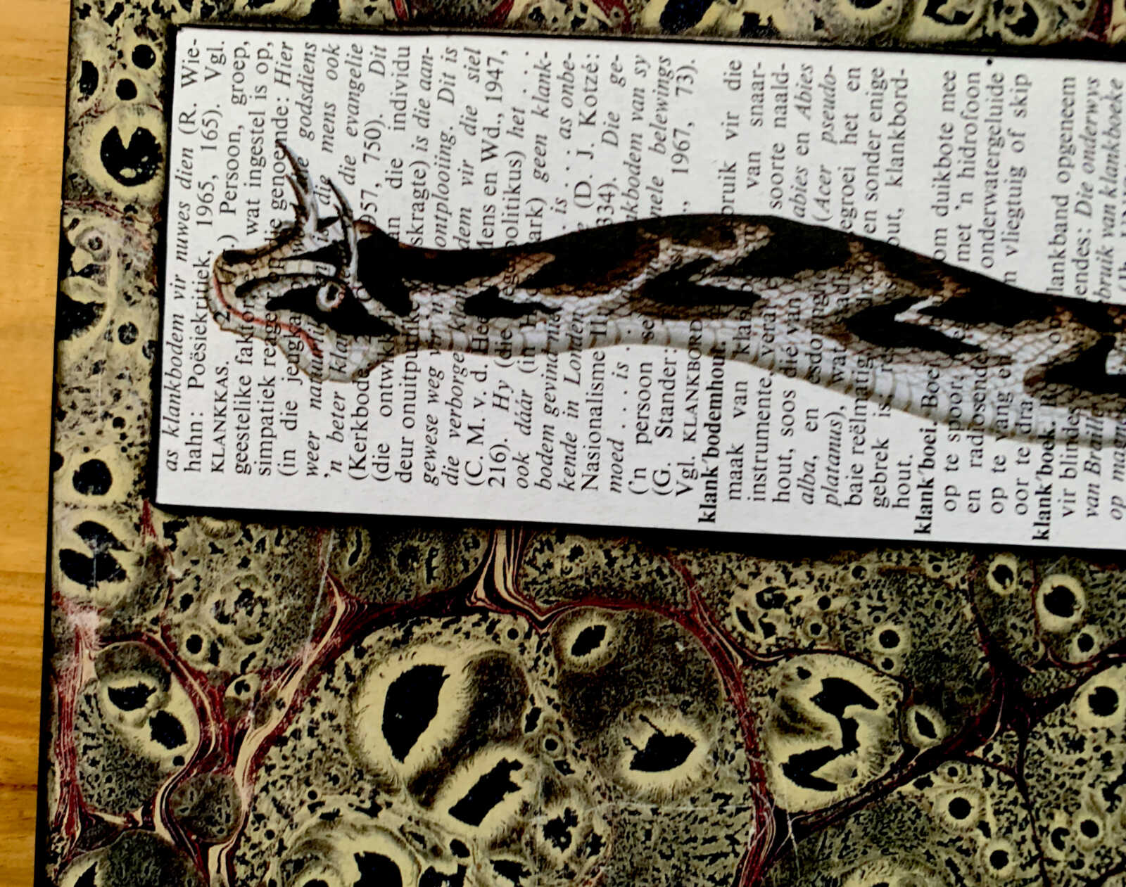 Cheerful Curly Eyebrow Snake on an Antique South African Encyclopedia Page 8 x 10" Folkart #SS321 - Image 5