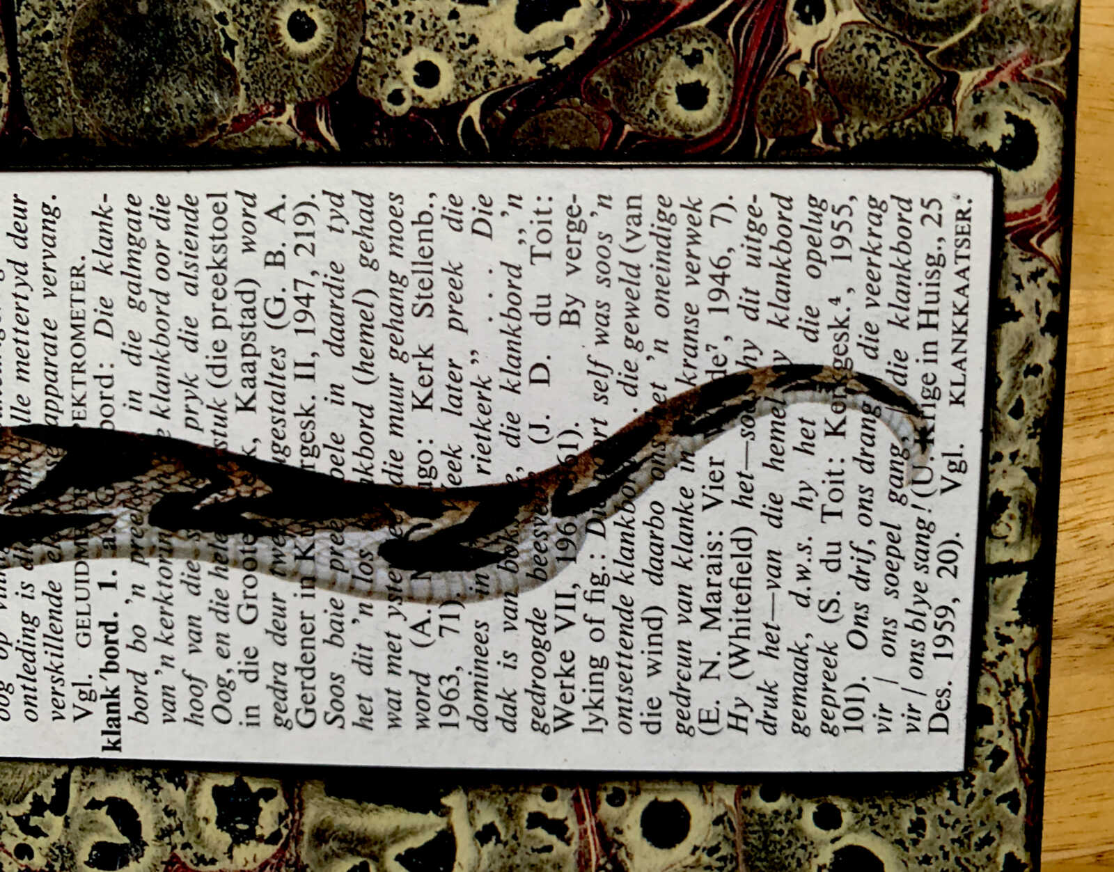 Cheerful Curly Eyebrow Snake on an Antique South African Encyclopedia Page 8 x 10" Folkart #SS321 - Image 9