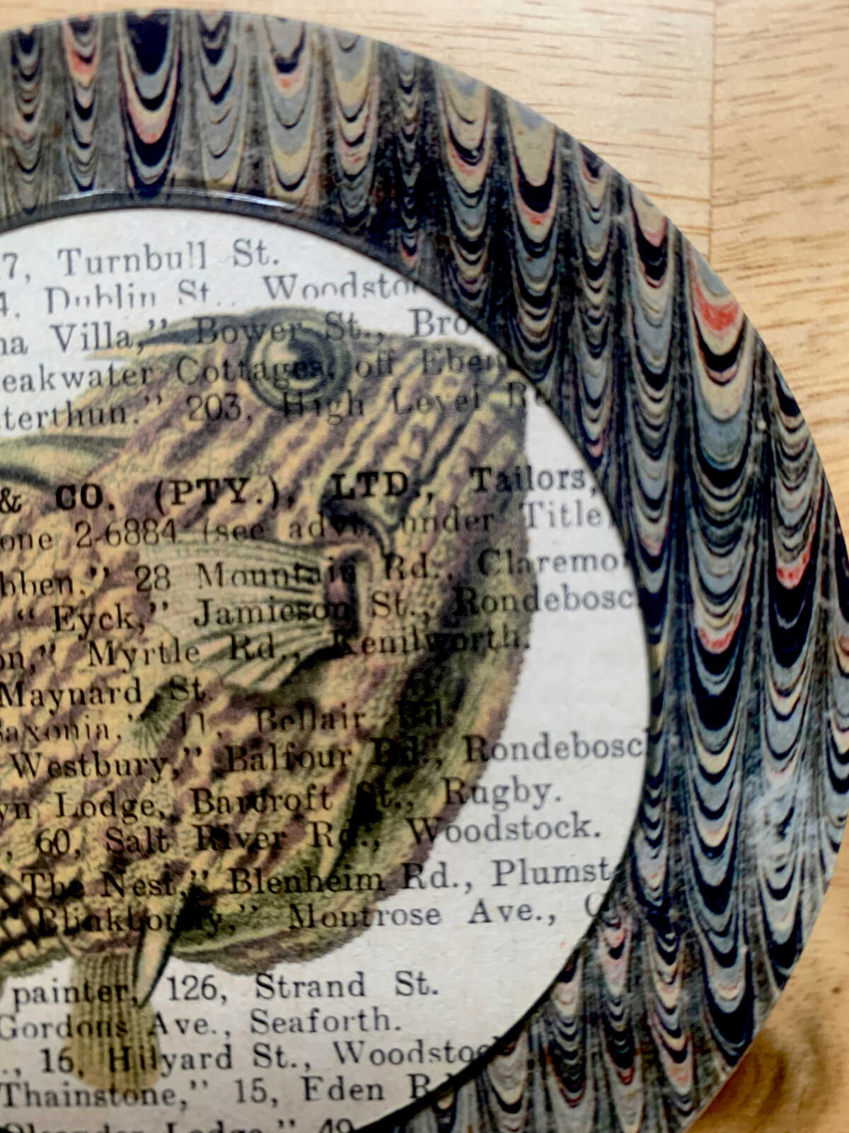 Antique Lithograph of a Striped Fish on an Antique Book Page Round 4 x 4" Folkart #AS708 - Image 3