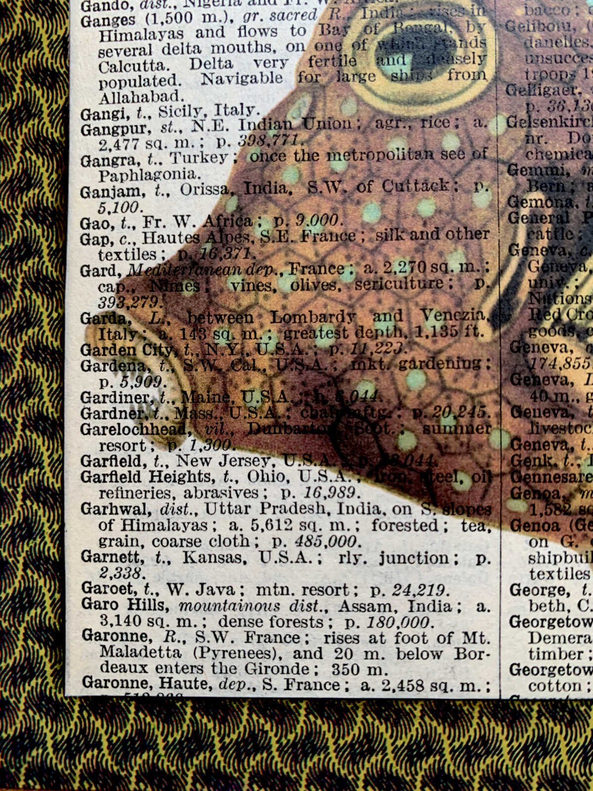 Ancient Orange Polka Dotted Toothy Fish on an Antique Pears Cyclopedia Page 5 x 7" Folkart #PS927 - Image 2