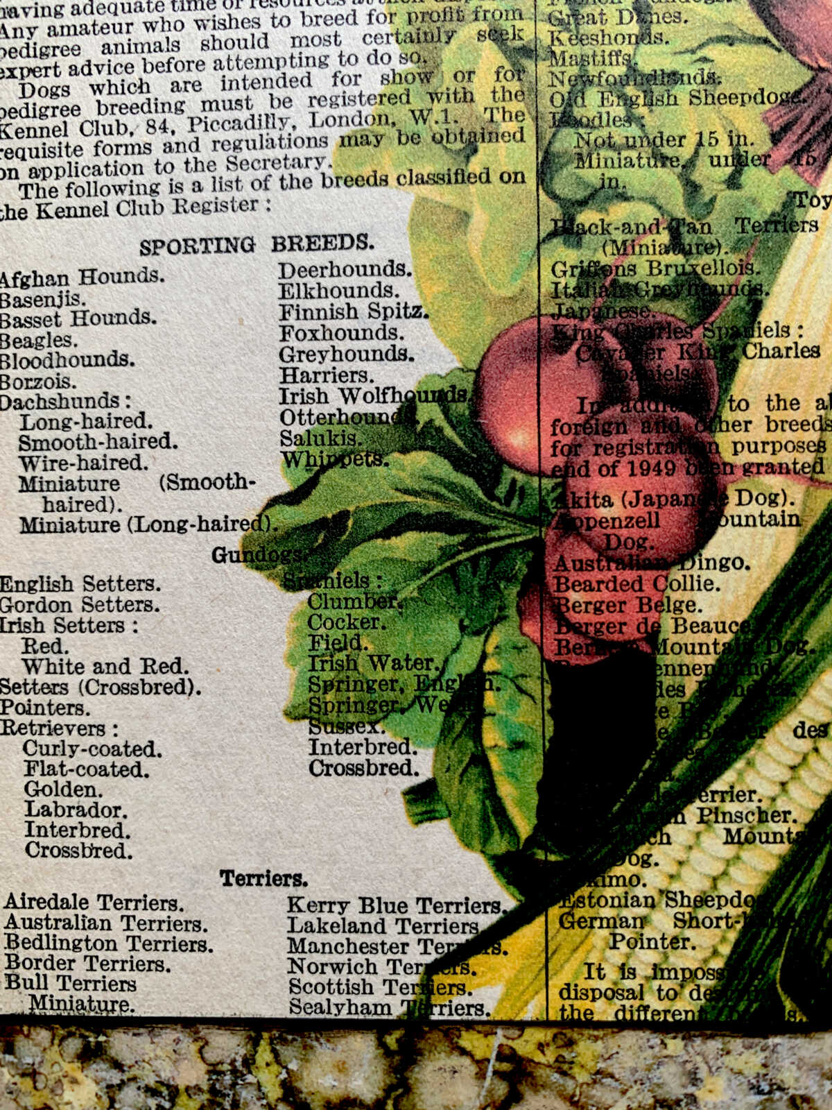 n Victorian Vegetable Lithograph on a Domestic Pets Antique Book Page 5 x 7" Folkart #PS914 - Image 4