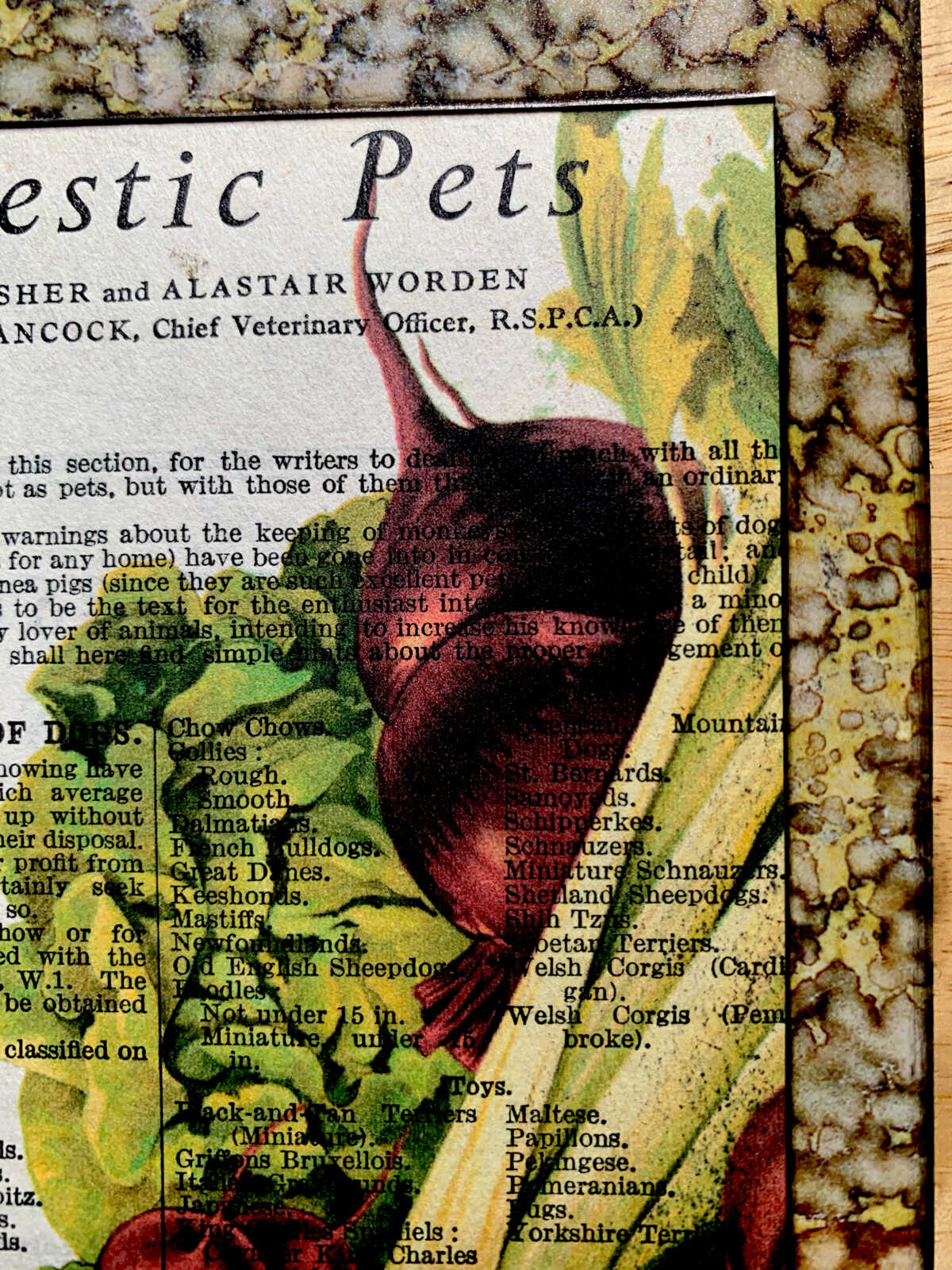 n Victorian Vegetable Lithograph on a Domestic Pets Antique Book Page 5 x 7" Folkart #PS914 - Image 5